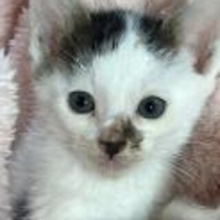 甘えん坊。白メインで水玉模様が可愛い八割れ6週仔猫