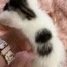 甘えん坊。白メインで水玉模様が可愛い八割れ6週仔猫 サムネイル4