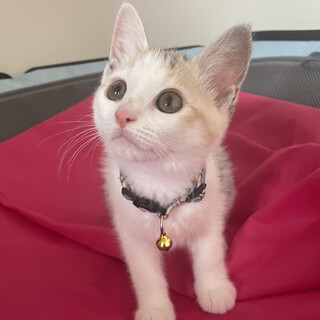 募集停止大好きパステル縞三毛❤️みや