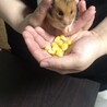 大好物のコーンを食べるかわいいどんぐり(*^^*)