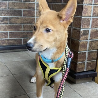 保健所からレスキュー！　穏やかなナツメ君！