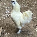 白烏骨鶏　オス　6ヶ月くらい