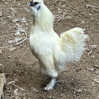 白烏骨鶏　オス　6ヶ月くらい