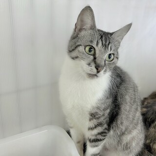 なめこ&みけぱん一緒にトライアル決定！