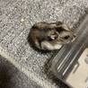 ボラ君