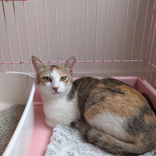 緊急！スリスリの三毛猫　今週半ばリリース