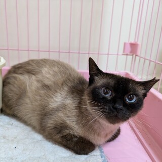 急募！今週半ばリリース　シャム系女の子