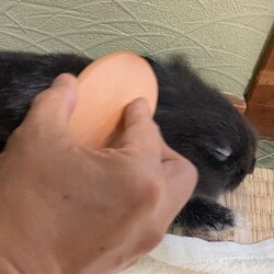 「ブラッシング」サムネイル2