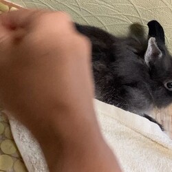 「ブラッシング」サムネイル3