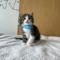 里親様決定！ご応募ありがとうございました。