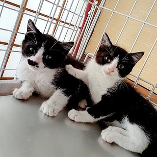 仲よしはちわれちゃん兄妹