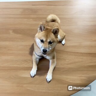 約3歳の豆柴犬里親緊急募集