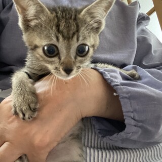 可愛いキジトラちゃん
