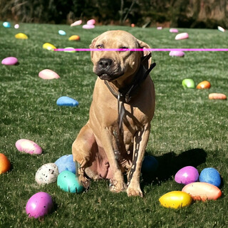  両親米国産 温和な子セカンドライフパートナー