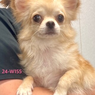 24-W155　シャイなお嬢様です♪