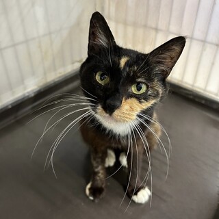 なめこ&みけぱん一緒にトライアル決定！