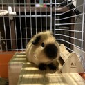 ロシアンスモークモルモット　ブラウン　男の子