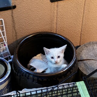 ４月上旬生まれ①真っ白ブルーアイの男の子