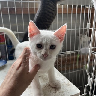 ４月上旬生まれ②真っ白GOLDアイの男の子