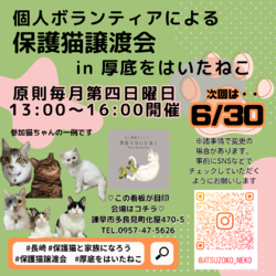 個人ボランティアの保護猫譲渡会