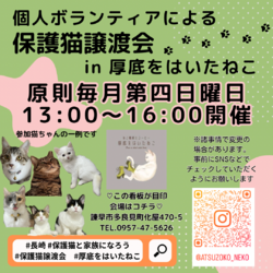 個人ボランティアの保護猫譲渡会