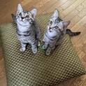 ありがとうございました。
