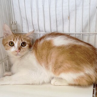 小顔お目目くりくり美人のモモちゃん⭐︎茶白⭐︎