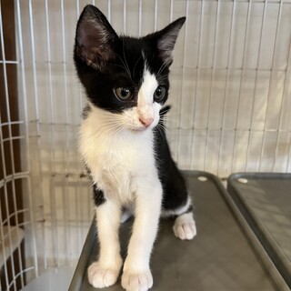 元気なハチワレの男の子　すくな君