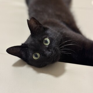 初めての猫におすすめ♪甘えん坊の黒猫ちゃん