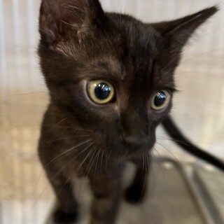 優しい黒猫の男の子　コリン君