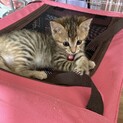 美系キジトラ1ヶ月
