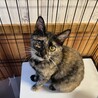 白血病陽性の甘えん坊　さび猫のはるかちゃん サムネイル2