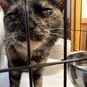 白血病陽性の甘えん坊　さび猫のはるかちゃん サムネイル3