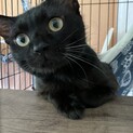 里親募集中！