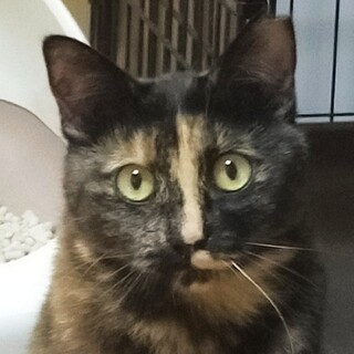 甘えん坊更新中のベルちゃん