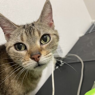 アメリカンショートヘア　7歳女の子