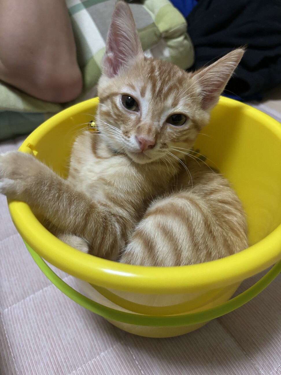 ちくわ