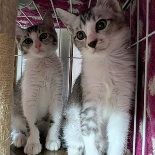 推定2ヶ月サバ白兄弟