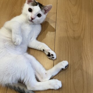 可愛い白サバの男の子　ロロンちゃん