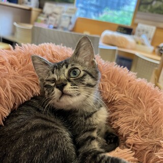 片目の元気なキジトラの女の子　プッチーニ