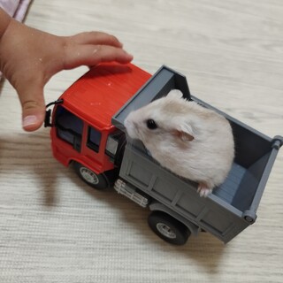 ジャンガリアンハムスターの里親募集します