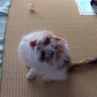 人馴れ抜群♪斜頸のパステル三毛