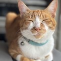 おっとりで人にベッタリな茶白くん