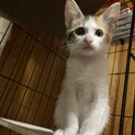 懐っこい♡三毛3ヶ月