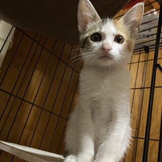 懐っこい♡三毛3ヶ月