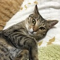 器用なおてんばガール くるみちゃん