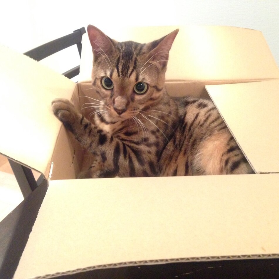 テイルスのカバー写真