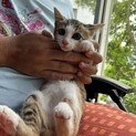 美人さんの三毛猫です