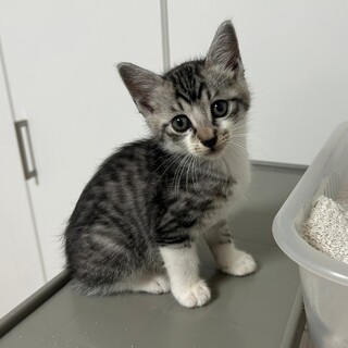 大きなお目目の垂れ目の男の子★セナンくん