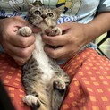 キュートなキジ白ちゃんです